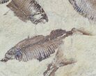 Fossil Fish (Gosiutichthys) Mortality Plate - Lake Gosiute #63967-2
